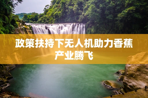 政策扶持下无人机助力香蕉产业腾飞
