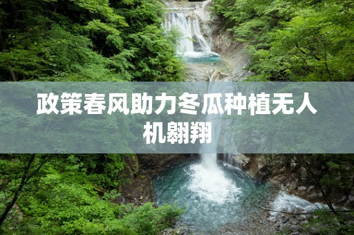 政策春风助力冬瓜种植无人机翱翔