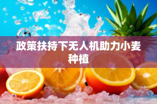 政策扶持下无人机助力小麦种植