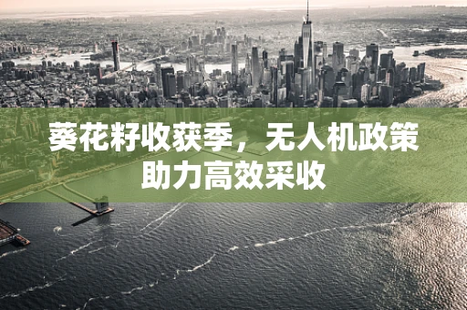 葵花籽收获季，无人机政策助力高效采收